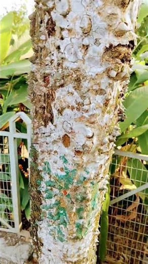 Spikes what tree is it?