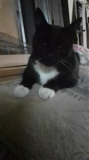 Michi constructor 😺 #cat #shorts #gatos #funny