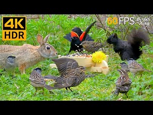 Cat TV for Cats to Watch 😺🐰 Spring Fun with Birds, Rabbits and Squirrels 🐿 Cat Games 4K HDR