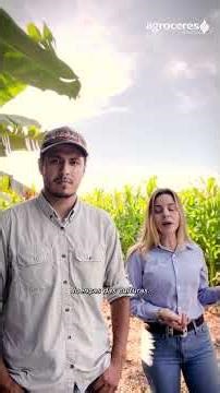 Action of Agroceres Binova's Biological Products in the Second Corn Crop in São Gabriel do Oeste/MS