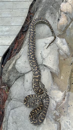Luke Huntley 🐍🇦🇺 on Instagram: "Beautiful female Carpet python in Noosa Heads. This beautiful gravid (pregnant) mumma was hanging out by the pool getting some sun. This is very normal for this time of year. We’ll start seeing clutches of eggs any day now if not already. She’s now out at a more suitable spot 🐍 Enjoy folks 🐸 Luke 0499920290 😎🐍 #lukethesnakecatcher #snake #snakecatcher #noosa #sunshinecoast #carpetpython #pool"