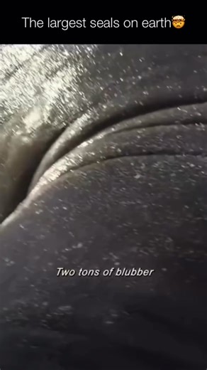 Elephant seals are large marine mammals named for the inflatable, trunk-like nose (or “proboscis”) found on adult males, which resembles an elephant’s trunk. They live mainly along the Pacific coast and around sub-Antarctic islands, spending most of their lives in the ocean and coming ashore only to breed, molt, and rest. Elephant seals are incredible divers, capable of plunging over 1,500 meters (nearly a mile) deep and holding their breath for up to two hours while hunting fish and squid. Desp