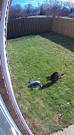 Cat found drone #cat #drone #Sora2 #aiart #aivideocreation  #MonkeyLife #dronevideo #soraai | AI Studio | Facebook