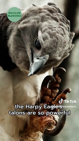 Harpy Eagle: A Fierce Predator in the Wild