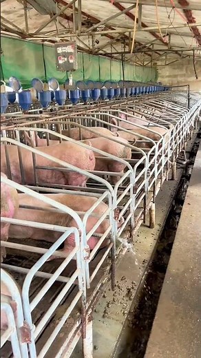 This is how a lazy pig pee 👀