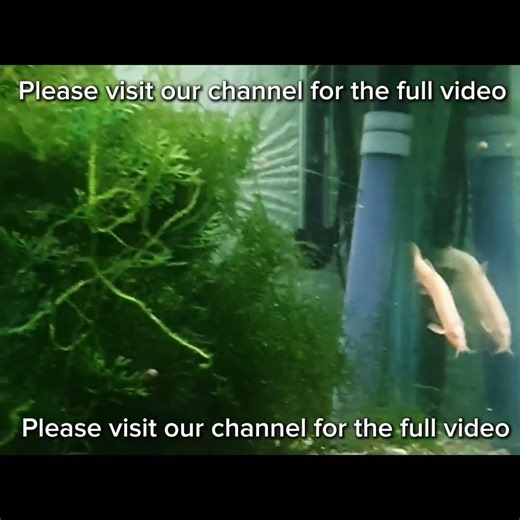 An Introduction to Weather Loach #shorts #short