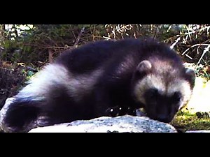 Baby Wolverine Growing Up! Four Months in one Minute!