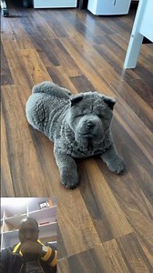 This Grumpy Shar-Pei Puppy Just Gave Up on Life Too Cute#SharPeiPuppy #CuteDog #FunnyDogs #GrumpyDog