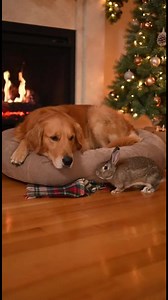 Unexpected Animal Friendship A dog and rabbit find warmth together. #fblifestyle #AI Generated using Kling AI . . . (For entertainment purposes only. Consult professionals if guidance on activities is presented. No brand affiliation is implied if any are shown. If inspired by true events, creative adaptations may be included. Content may include public footage.) | Indonesia Raya