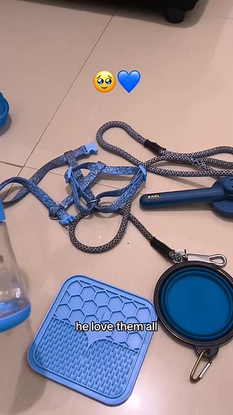 What Colors Do Dogs See? Understanding Dog Vision in Blue and Yellow Shades