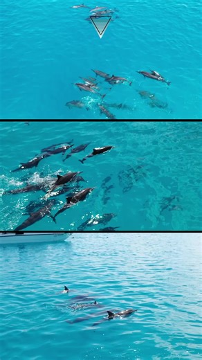 Azul Freediving: Dolphin Time instagram.com/azulfreediving | Azul Freediving