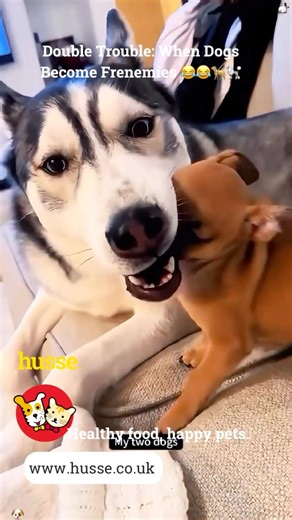 1.2M views · 28K reactions | When you think getting a second dog...