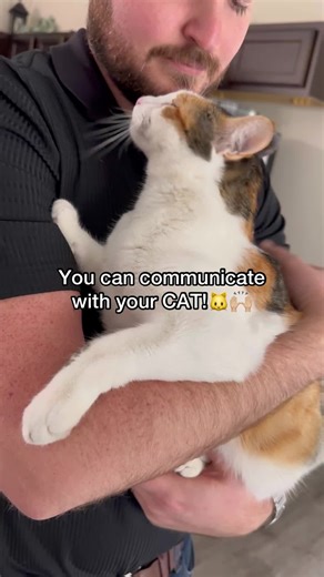 BiskitTheCalico on TikTok