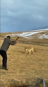 wolf attack on man