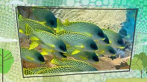 Tropical Fish - Cbeebies