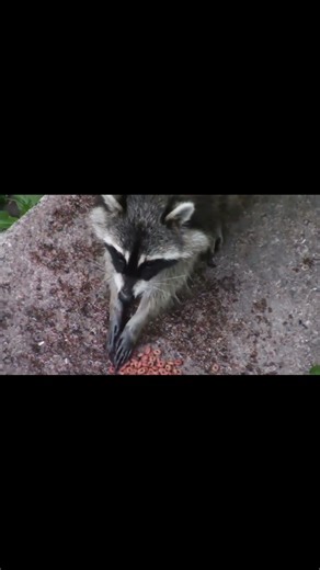 “El Mapache: el ladrón adorable… y más inteligente de lo que crees 🦝✨”