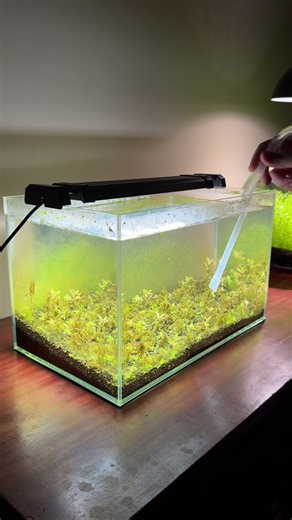 Reviving My Algae-Covered Aquarium: Part 2