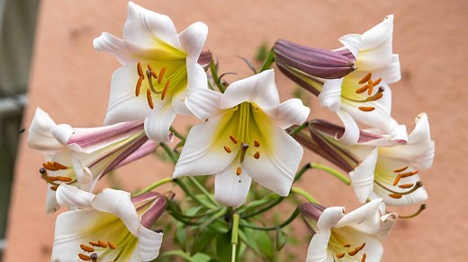 10 Fun and Amazing Facts That Make Lilies Unlike Any Other Flower