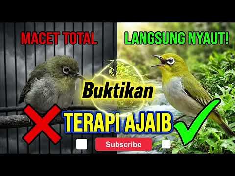 TERAPI PLECI PALING AMPUH‼️ Dijamin Gacor Ngalas & Rajin Buka Paruh | KICAU BREGAS