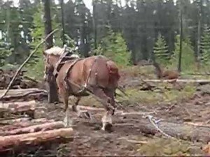 Horse Logging in Northeastern Ontario