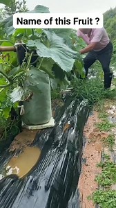 4.7M views · 19K reactions | Name of this Fruit ? #gardening #garden | Garden Tips | Facebook