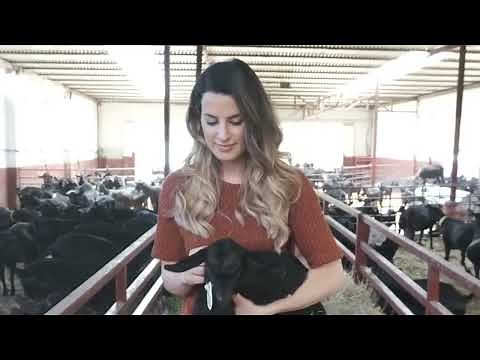Livestock Genetics From Spain - Murciano Granadina Goat Breed (English Version 2023)