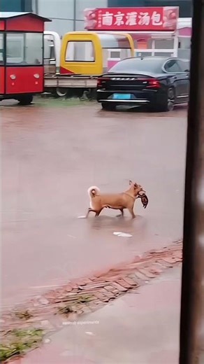 Mother Dog Saves Puppies in Heavy Rain 😭🐶 #Shorts