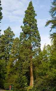 The Majesty of Redwood Trees: A Home Landscape Favorite | LoveToKnow