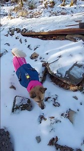 八ヶ岳#八ヶ岳#赤岳#登山犬#犬連れ登山#エンジェル登山隊#保護犬の魅力をお伝えします