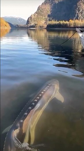 Sturgeon Fish — Ancient Giants, Caviar & Conservation