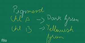 EXPERIMENT 8 Separation of plant pigments through paper chromat... | Filo
