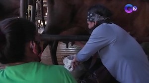 9.8K views · 35 reactions | #FarmToTable #Highlights: Learn how to milk and take care of cows by joining Chef JR Royol on his dairy farm tour in Sta. Maria, Bulacan! Visit www.gmanetwork.com/farmtotable for more updates about thes show! SUNDAYS | 7:00 PM | GTV | GTV | Facebook