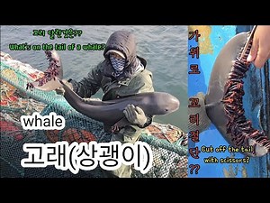 고래가 2마리나 잡혔는데.. 꼬리를 가위로 컷트? (release the whale or set a whale free)