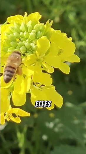 Les abeilles : gardiennes de l'équilibre naturel !