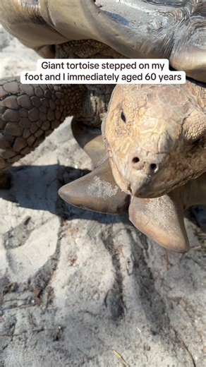 Giant Tortoise Foot Encounter: A Zookeeper's Tale