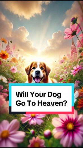 Do Dogs Go to Heaven? Exploring Biblical Truth About Pets
