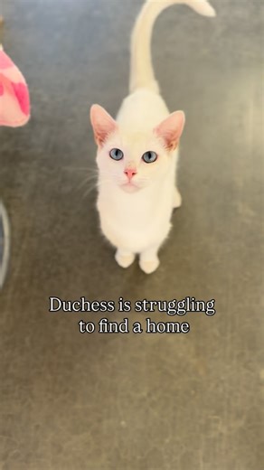 Duchess is a beautiful, deaf cat who’s learned to communicate in her own way — through eye contact, movement, and lots of “talking.” She’s independent, affectionate, and always ready to tell you exactly how she feels. She currently lives with other cats here at the rescue, but she prefers her own space and would be happiest in a home where she doesn’t have to share too much attention. Duchess has been waiting longer than we ever imagined for someone to see her for who she is — loyal, loving, and