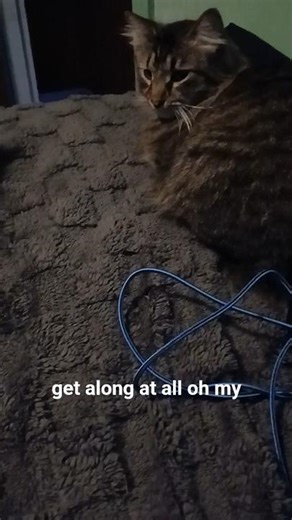 Miracles be happenin #cats #asmr #asmrwhisper