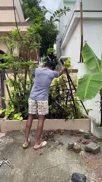 From Almost Dead to a Betel Leaf Forest 🌿❤️