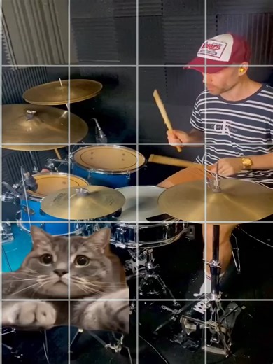 Cat reacts to drums #drummers #drums #catreacts