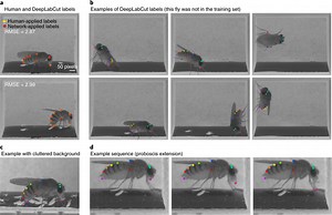 DeepLabCut: Nueva aplicación de aprendizaje profundo a la captura de movimiento