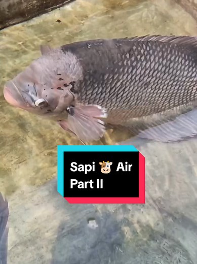Analogi Gurame Sapi Air Part II - Panduan Budidaya