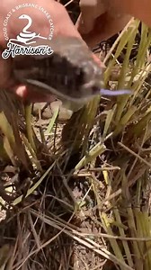 Maudsland carpet python with eggs | Harrison's Gold Coast and Brisbane Snake Catcher