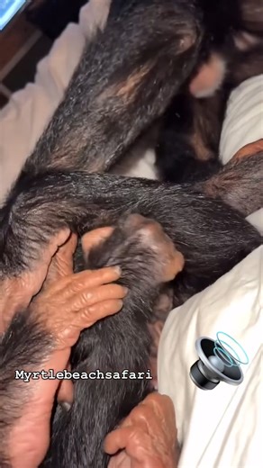 72K views · 3.4K reactions | These two never fail to bring smiles with their endless monkey mischief!  | Kody Antle | Facebook