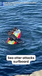 27K views · 148 reactions | Yikes! Wildlife officials are working to capture this aggressive sea otter after it was caught on video climbing on top of a surfboard and biting it. #seaotter #otter #surfing #caughtoncamera #california | WJHG-TV | Facebook