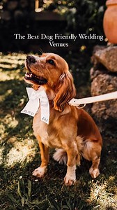 Looking to make your wedding day an absolute tail-wagging celebration? #LinkInBio 🐶🤍💍 We’ve rounded up the best dog-friendly wedding venues in the UK and beyond to ensure you can celebrate one of the most exciting days of your life with ALL of your loved ones to witness. Whether your pet dog will have a starring role in the ceremony, like a doggy ring bearer (this is always so sweet) or will just be a special guest, inviting your pets to your wedding ensures your day feels complete. . 📸 Cove
