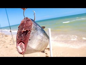 Shark Catch Clean & Cook // Shark Steaks Grilled (Texas Fishing)