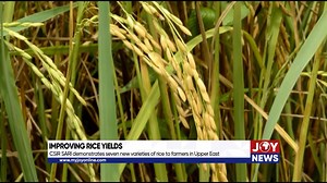 1.3K views · 18 reactions | Improving rice yields: CSIR SARI demonstrates seven new varieties of rice to farmers in Upper East. Follow our Instagram page https://bit.ly/3th8mag for more news updates and all the breaking stories. | JoyNews | Facebook