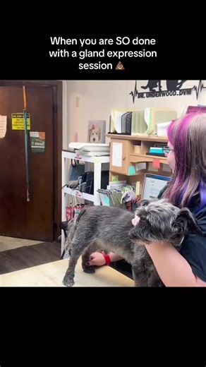 Tarsha had to learn the hard way that sometimes you have to put on all the extra gear when it's time for a gland expression! #vettok #vettech #vettechlife #vetmed