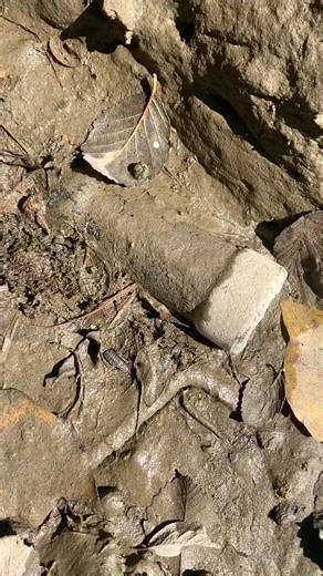 Old bottles are my favorite thing to find! ) #history #pnw #glass #bott #bottle #old #washington #bottledig | Ryan The Digger